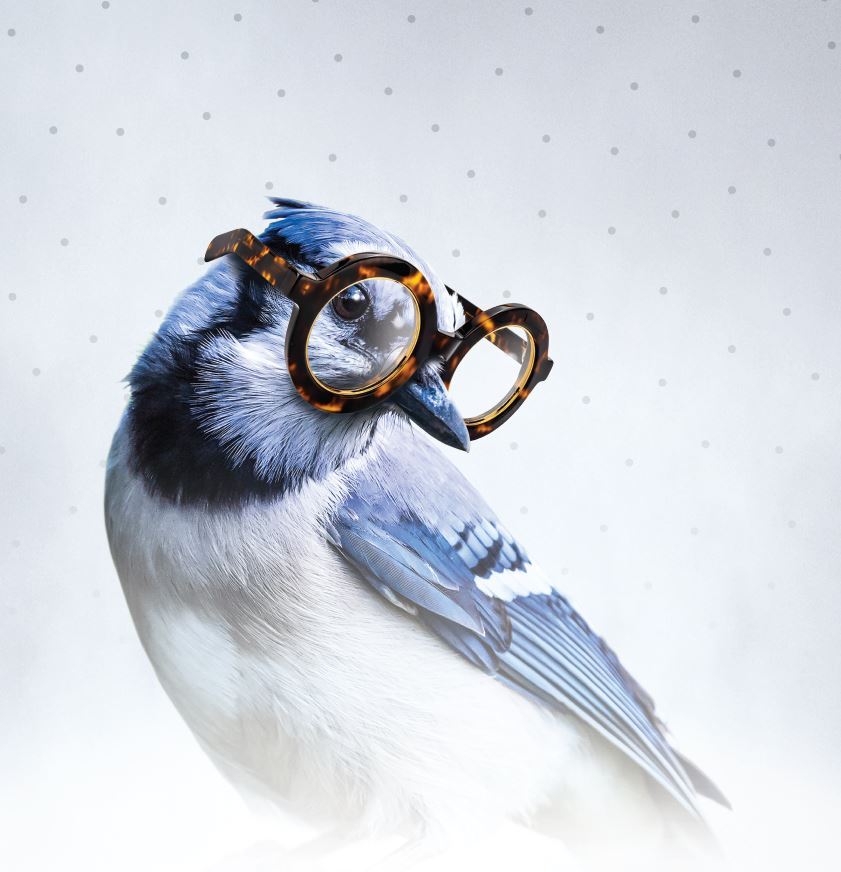 Blue-Bird-Glasses